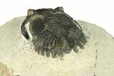 Bargain, Hollardops Trilobite Fossil - Ofaten, Morocco #287457-4